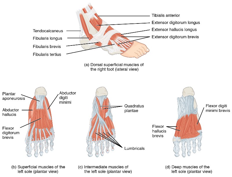 The anatomy of the foot muscles, ligaments, and tendons