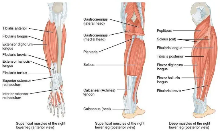 Anatomy of the shin, with muscles important for reverse sled pulls
