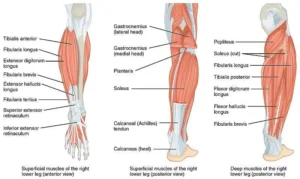 Shin anatomy