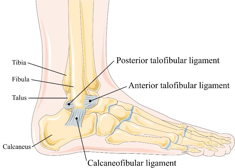 ankle anatomy to better understand ankle mobility and ankle health