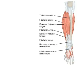 Shin Anatomy