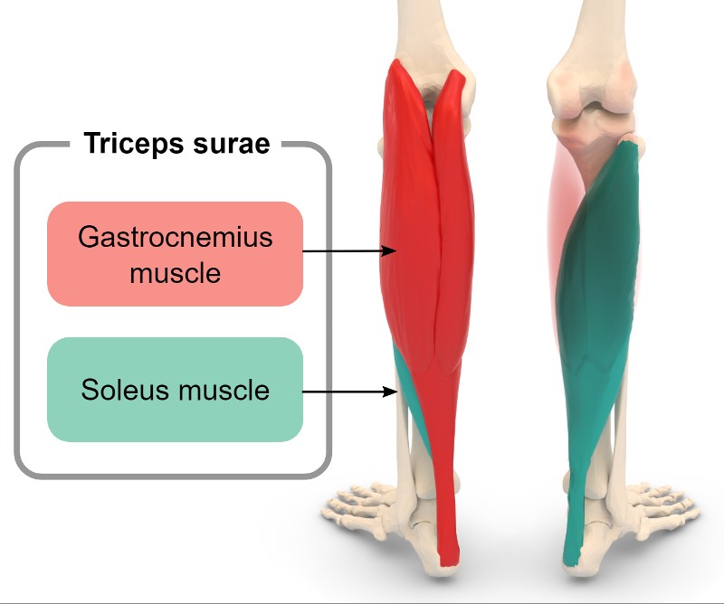 the position of gastrocnemius and soleus shin muscles