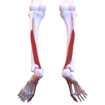 the position of the FHL shin muscle