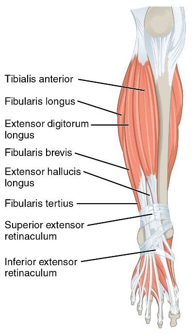 frontal shin anatomy including the tibialis muscle