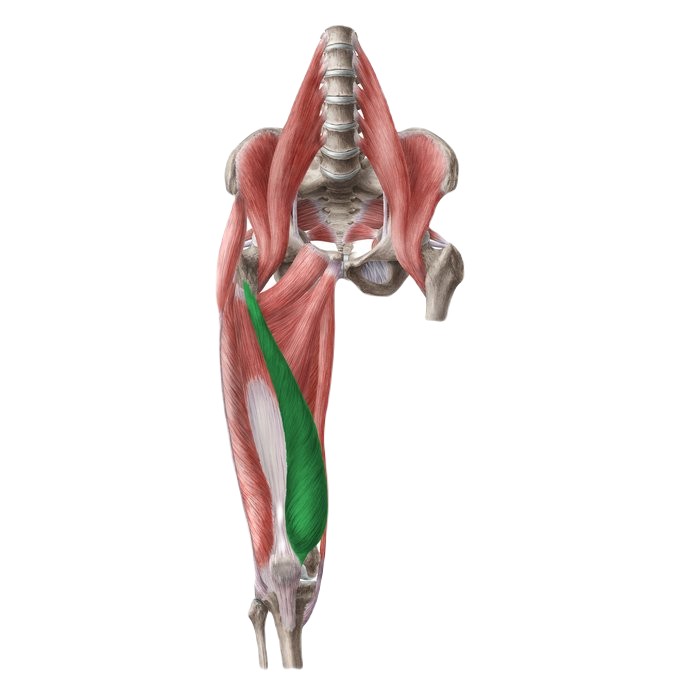 anatomy of vastus medialis oblique targeted by the peterson step up
