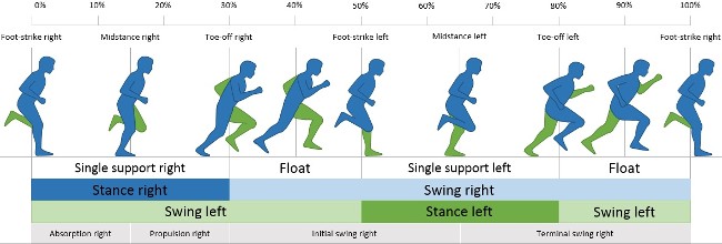 Running gait cycle representation