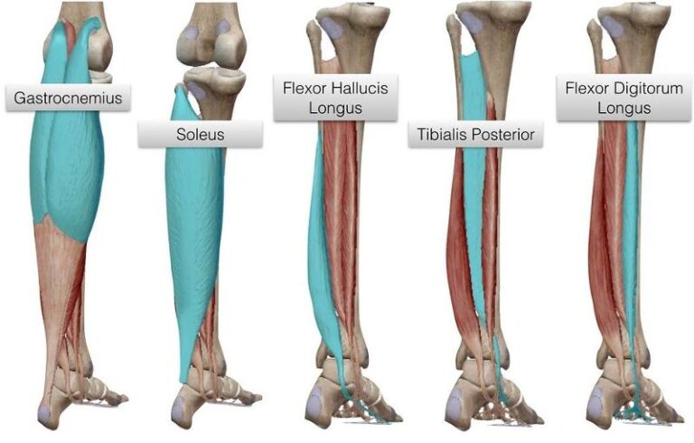 Fhl Calf Raise The Key To Healthier Running And Jumping