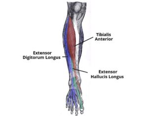 tibialis anterior anatomy