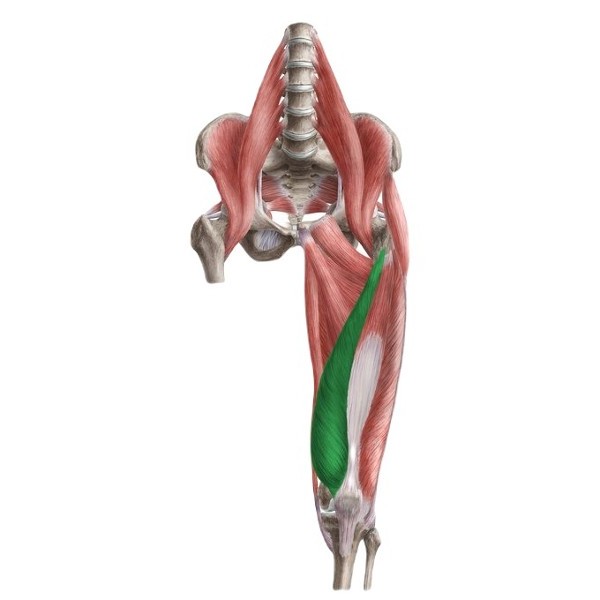 VMO vastus medialis oblique anatomical position