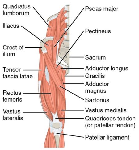 anatomy surrounding the hip